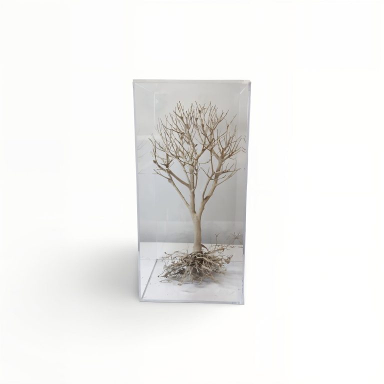 WhatsApp Image 2025-12-19 at 10.32.46 (1)