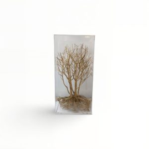 WhatsApp Image 2025-12-19 at 10.32.46