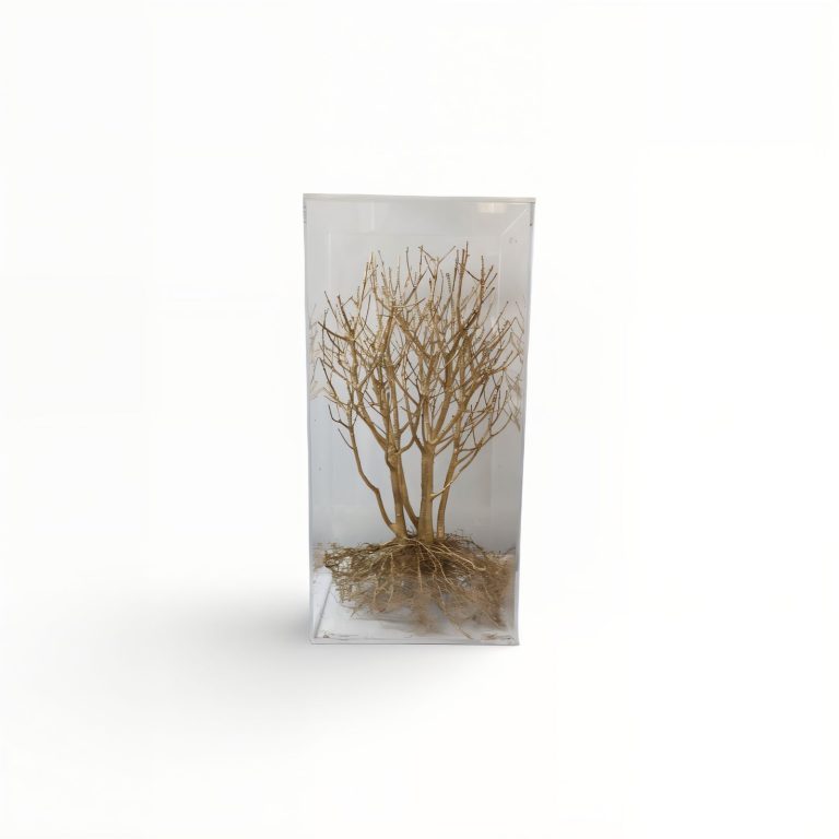 WhatsApp Image 2025-12-19 at 10.32.46